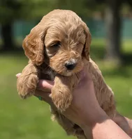 Sarge, a male Miniature Goldendoodle for sale in Ladysmith, WI – 4 of 10
