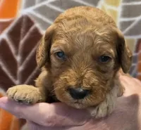 Zaire-mini, a male Goldendoodle for sale in Ladysmith, WI – 7 of 7