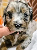 Luke-mini, a male Miniature Bernedoodle for sale in Ladysmith, WI – 10 of 10