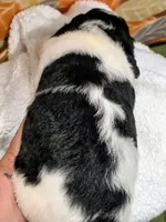 Toby-mini, a male Miniature Bernedoodle for sale in Ladysmith, WI – 6 of 8