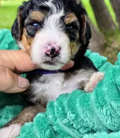 Willie-mini, a male Miniature Bernedoodle for sale in Ladysmith, WI – 2 of 8