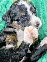 Alex- mini, a male Miniature Bernedoodle for sale in Ladysmith, WI – 3 of 8