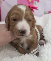 Dahlia-mini, a  Miniature Goldendoodle for sale in Ladysmith, WI – Photo 2 of 7