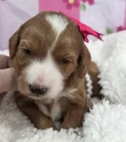 Dahlia-mini, a  Miniature Goldendoodle for sale in Ladysmith, WI – Photo 5 of 7