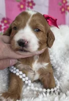 Dahlia-mini, a  Miniature Goldendoodle for sale in Ladysmith, WI – Photo 6 of 7