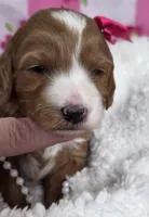 Dahlia-mini, a  Miniature Goldendoodle for sale in Ladysmith, WI – Photo 4 of 7