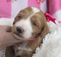 Dahlia-mini, a  Miniature Goldendoodle for sale in Ladysmith, WI – Photo 1 of 7