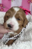 Dahlia-mini, a  Miniature Goldendoodle for sale in Ladysmith, WI – Photo 3 of 7