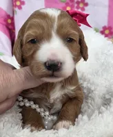 Dahlia-mini, a  Miniature Goldendoodle for sale in Ladysmith, WI – Photo 7 of 7