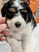 Toby-mini, a male Miniature Bernedoodle for sale in Ladysmith, WI – 4 of 8