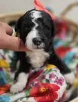 Majic-mini, a female Poodle - Miniature  and Sheepadoodle for sale in Ladysmith, WI – 3 of 7