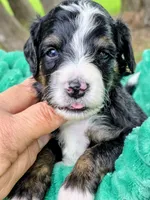 Alex- mini, a male Miniature Bernedoodle for sale in Ladysmith, WI – 4 of 8