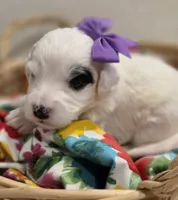 Patches-mini, a female Poodle - Miniature  and Sheepadoodle for sale in Ladysmith, WI – 6 of 10