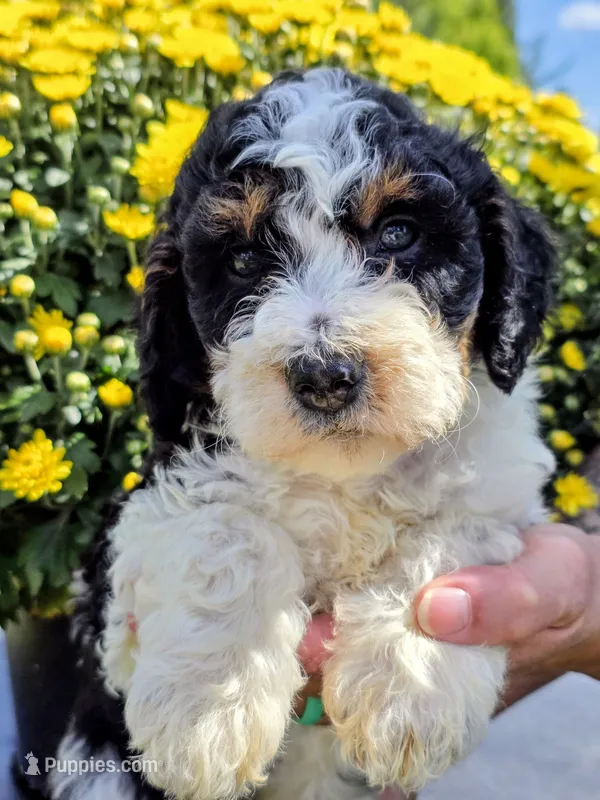 Blake-mini – Miniature Bernedoodle puppy for sale in Ladysmith, WI