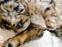 Luke-mini, a male Miniature Bernedoodle for sale in Ladysmith, WI – 9 of 10