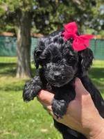 Onyx, a female Miniature Goldendoodle for sale in Ladysmith, WI – 10 of 10