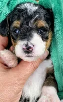 Sammy- mini, a male Miniature Bernedoodle for sale in Ladysmith, WI – 3 of 7