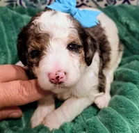 Bailey-mini, a female Miniature Bernedoodle for sale in Ladysmith, WI – 7 of 8