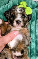 Lainey- mini, a female Miniature Bernedoodle for sale in Ladysmith, WI – 8 of 8