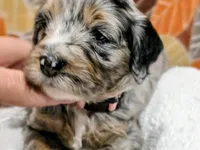 Luke-mini, a male Miniature Bernedoodle for sale in Ladysmith, WI – 8 of 10