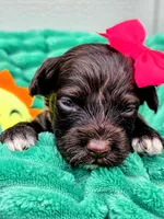 Amelia-mini, a female Portuguese Water Dog and Poodle - Miniature  for sale in Ladysmith, WI – 5 of 6
