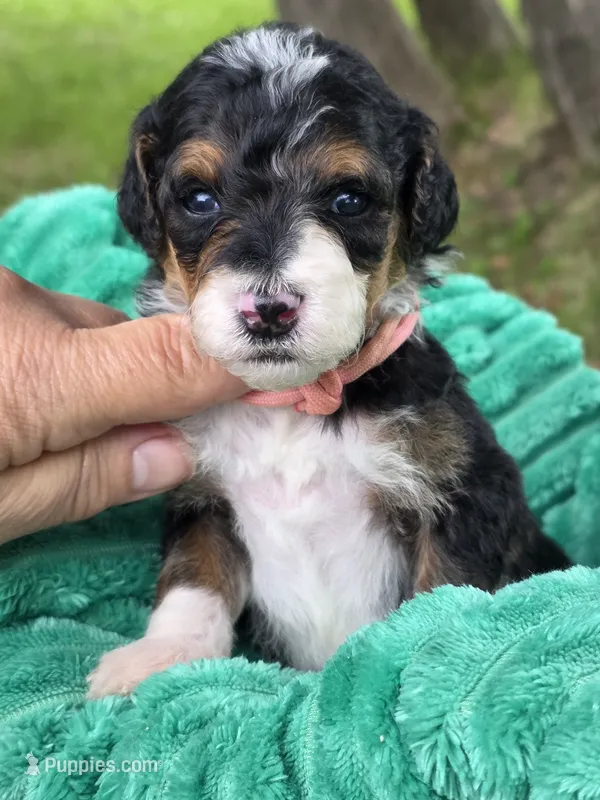 Sammy- mini – Miniature Bernedoodle puppy for sale in Ladysmith, WI