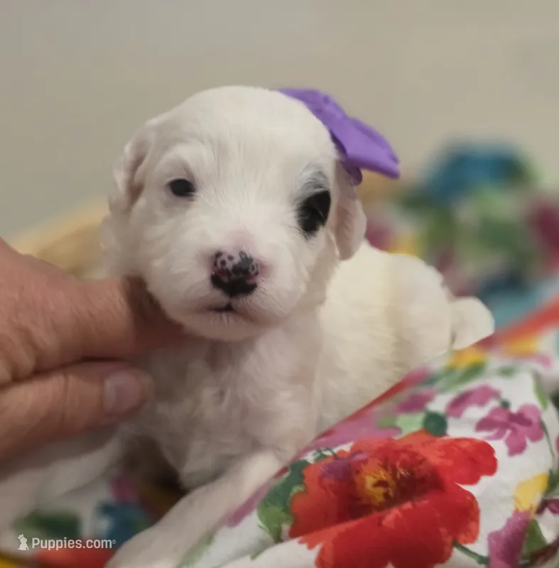 Patches-mini – Poodle - Miniature , Sheepadoodle puppy for sale in Ladysmith, WI