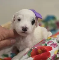 Patches-mini, a female Poodle - Miniature  and Sheepadoodle for sale in Ladysmith, WI – 1 of 10