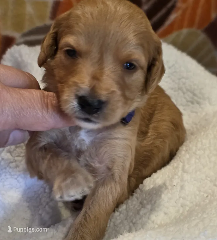 Xavier-mini – Goldendoodle puppy for sale in Ladysmith, WI