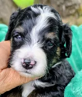 Alex- mini, a male Miniature Bernedoodle for sale in Ladysmith, WI – 2 of 8