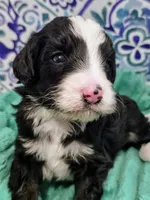 Brett-mini, a male Miniature Bernedoodle for sale in Ladysmith, WI – 5 of 10