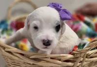 Patches-mini, a female Poodle - Miniature  and Sheepadoodle for sale in Ladysmith, WI – 3 of 10