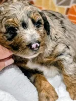 Hank-mini, a male Miniature Bernedoodle for sale in Ladysmith, WI – 10 of 10