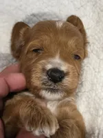 Devonte- mini, a male Goldendoodle for sale in Ladysmith, WI – 4 of 7