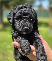 Major , a male Miniature Goldendoodle for sale in Ladysmith, WI – 5 of 10