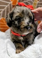 Reba- mini, a female Miniature Bernedoodle for sale in Ladysmith, WI – 2 of 10