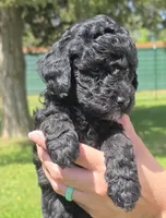Major , a male Miniature Goldendoodle for sale in Ladysmith, WI – 9 of 10
