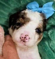 Bailey-mini, a female Miniature Bernedoodle for sale in Ladysmith, WI – 1 of 8
