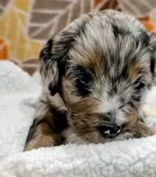 Luke-mini, a male Miniature Bernedoodle for sale in Ladysmith, WI – 3 of 10