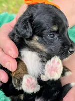 Ari- mini, a male Miniature Bernedoodle for sale in Ladysmith, WI – 7 of 8