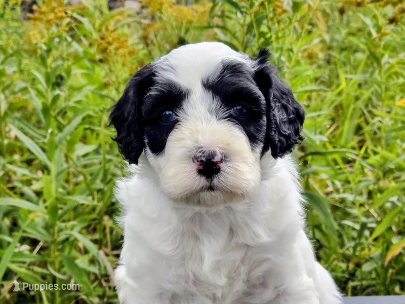 Terrell-mini – Portuguese Water Dog, Poodle - Miniature  puppy for sale in Ladysmith, WI