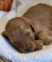 Micah- mini, a male Goldendoodle for sale in Ladysmith, WI – 2 of 7