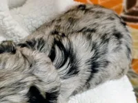Luke-mini, a male Miniature Bernedoodle for sale in Ladysmith, WI – 7 of 10