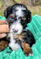 Cobb-mini, a male Miniature Bernedoodle for sale in Ladysmith, WI – 2 of 7