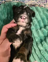Jordan- mini, a male Miniature Bernedoodle for sale in Ladysmith, WI – 7 of 10