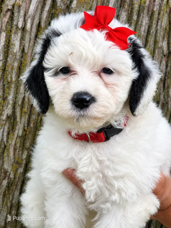 Opal-mini – Poodle - Miniature , Sheepadoodle puppy for sale in Ladysmith, WI