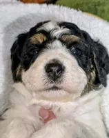 Toby-mini, a male Miniature Bernedoodle for sale in Ladysmith, WI – 5 of 8