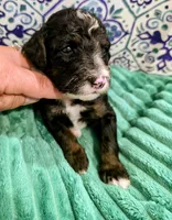 Jordan- mini, a male Miniature Bernedoodle for sale in Ladysmith, WI – 4 of 10