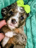Lainey- mini, a female Miniature Bernedoodle for sale in Ladysmith, WI – 6 of 8