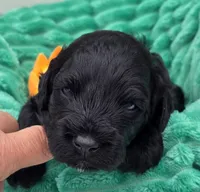 Marshawn-mini, a male Portuguese Water Dog and Poodle - Miniature  for sale in Ladysmith, WI – 2 of 8